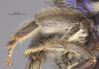 Media type: image;   Entomology 32618 Aspect: Leg hind